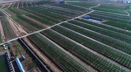 堅持走農產品品牌化道路，大連大櫻桃產業助推鄉村振興