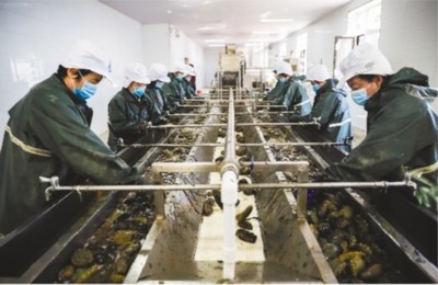 大連市 做強(qiáng)優(yōu)勢(shì)農(nóng)業(yè)產(chǎn)業(yè)，筑牢鄉(xiāng)村振興之基